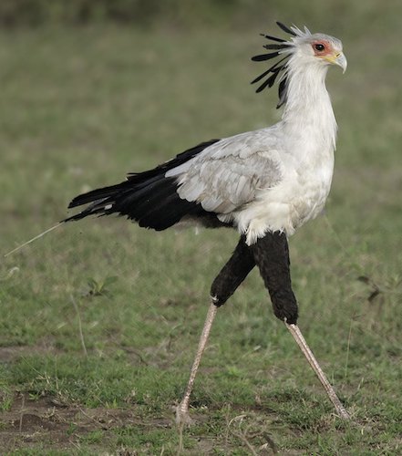 Secretary bird standing